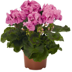 Geranium - Zonal Hot Pink