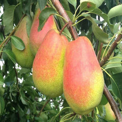 PEAR COLD SNAP