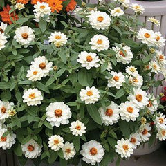 Zinnia - Profusion White