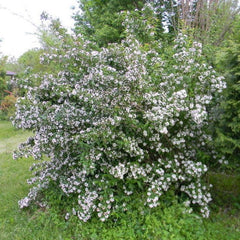 ABELIA MOSANENSIS - BORDERLINE