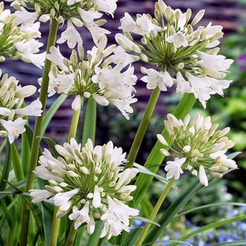 AGAPANTHUS POLAR ICE