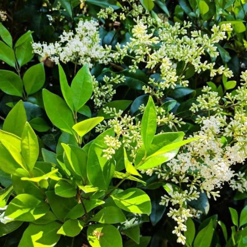 PRIVET AMUR