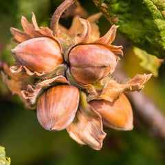 AMERICAN HAZELNUT