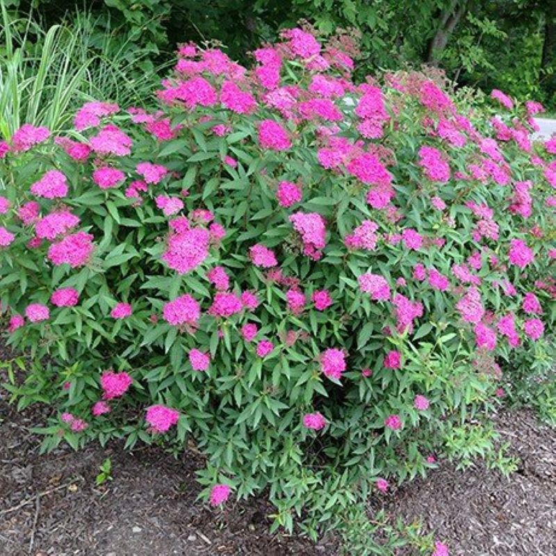 SPIREA ANTHONY WATERER