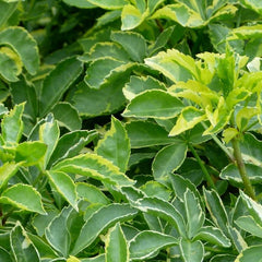 ARALIA FIVELEAF VARIEGATED