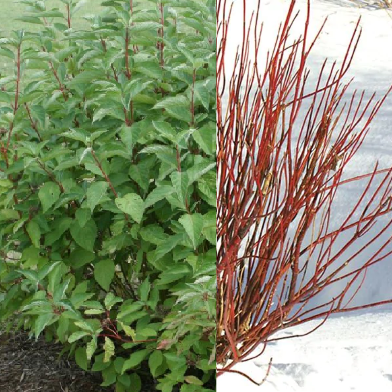 DOGWOOD ARTIC FIRE