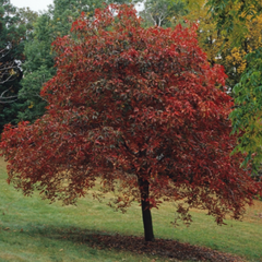 BUCKEYE AUTUMN SPLENDOR