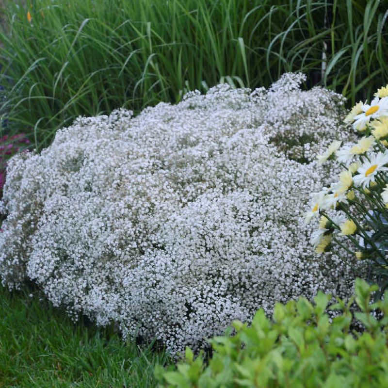 GYPSOPHILA SUMMER SPARKLES