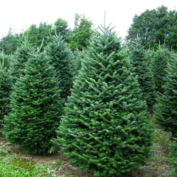FIR BALSAM