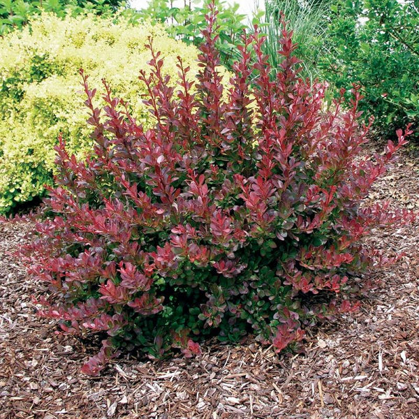 BARBERRY CHERRY BOMB