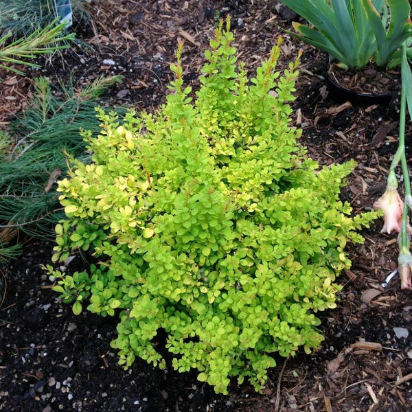 BARBERRY DWARF GOLDEN