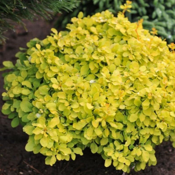 BARBERRY GOLDEN NUGGET