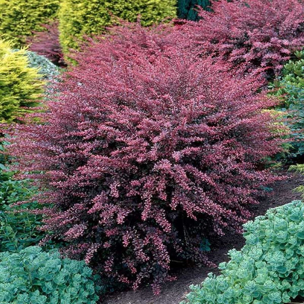 BARBERRY ROSE GLOW