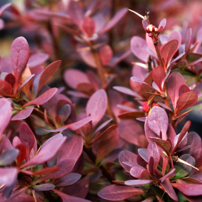 BARBERRY RUBY CAROUSEL