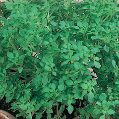 Basil - Spicy Globe
