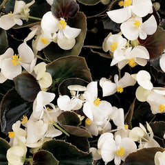 Begonia - White