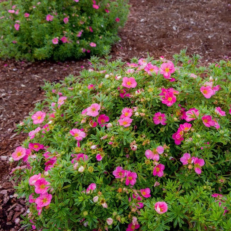 POTENTILLA BELLA BELLISSIMA