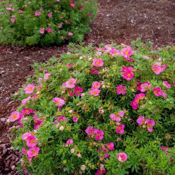 POTENTILLA BELLA BELLISSIMA