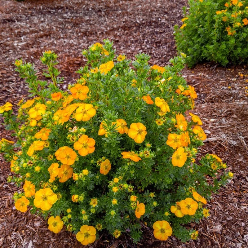 POTENTILLA BELLA SOL