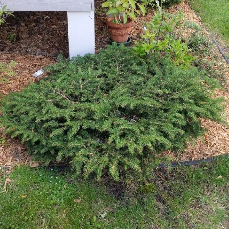 SPRUCE NEST