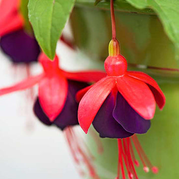 Fuchsia - Pink and Purple