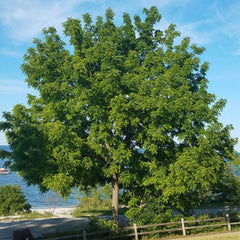 BLACK WALNUT