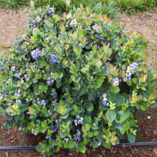 BLUEBERRY TOP HAT Knippel Garden Centre