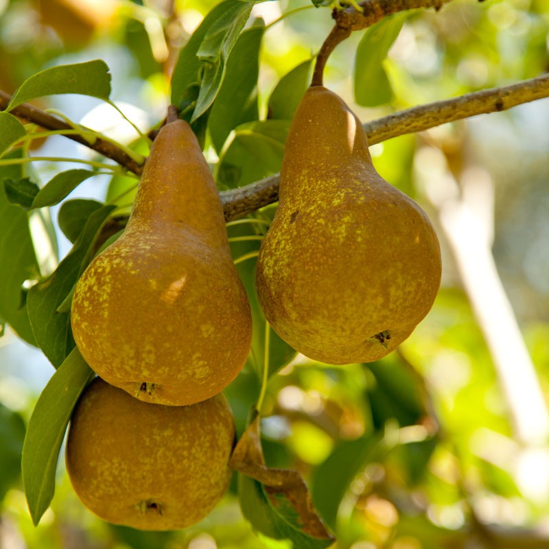 PEAR BOSC