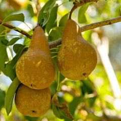 PEAR BOSC