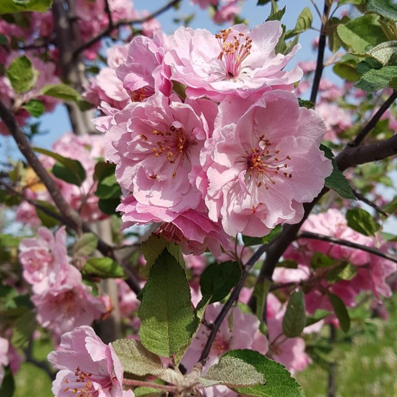 CRABAPPLE BRANDYWINE