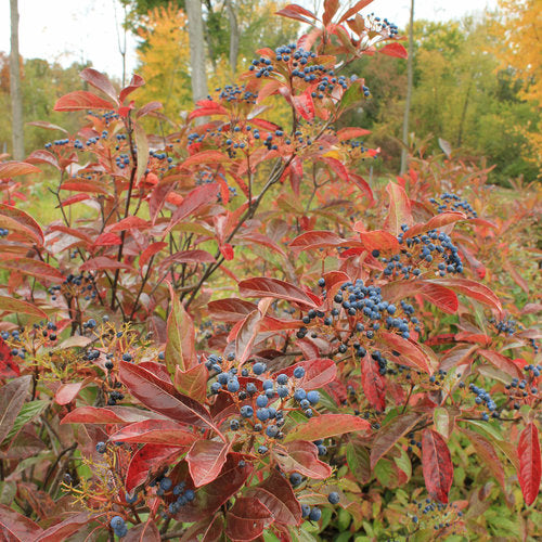 VIBURNUM BRANDYWINE