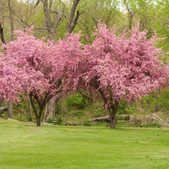 CRABAPPLE BRANDYWINE