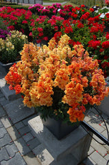 Snapdragon - Orange