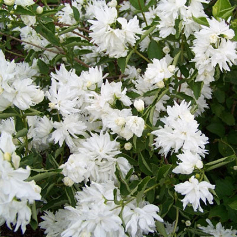 MOCK ORANGE BUCKLEY'S QUILL