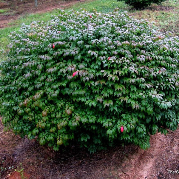 BURNING BUSH LITTLE MOSES