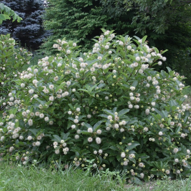 BUTTONBUSH SUGAR SHACK