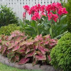 Canna - Pink with Green Leaf