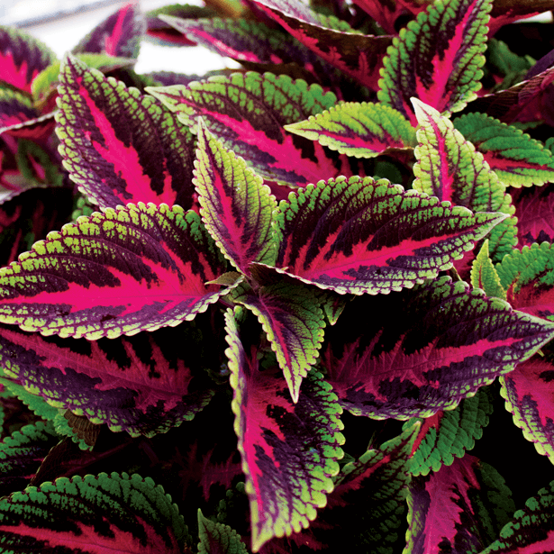 Coleus - Main Street Ruby Road