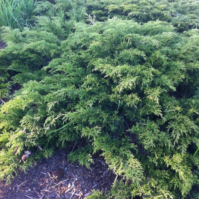 JUNIPER CALGARY CARPET