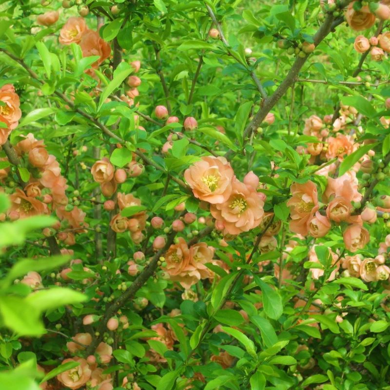 QUINCE CAMEO