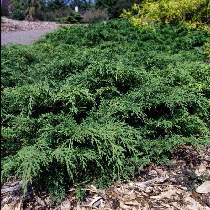 CYPRESS SIBERIAN CARPET