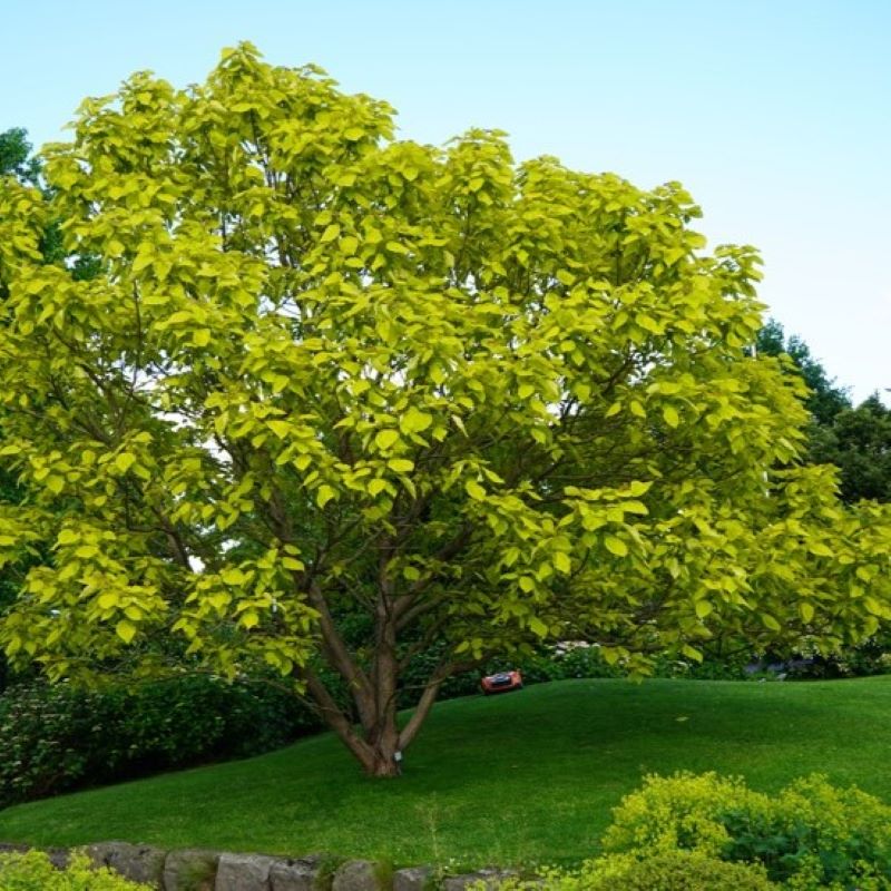 CATALPA LEMON LIME