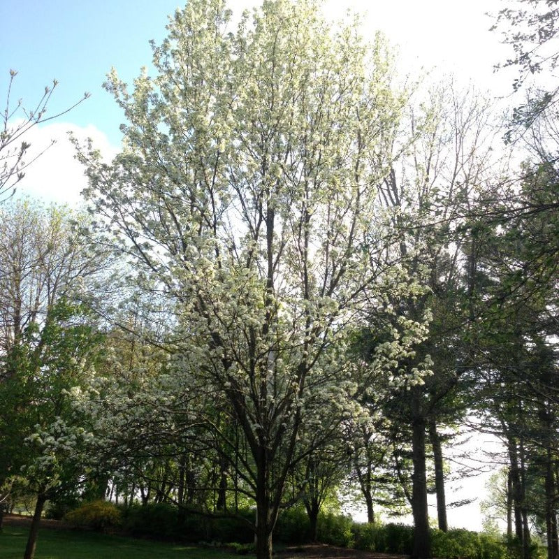 ORNAMENTAL PEAR CHANTICLEER