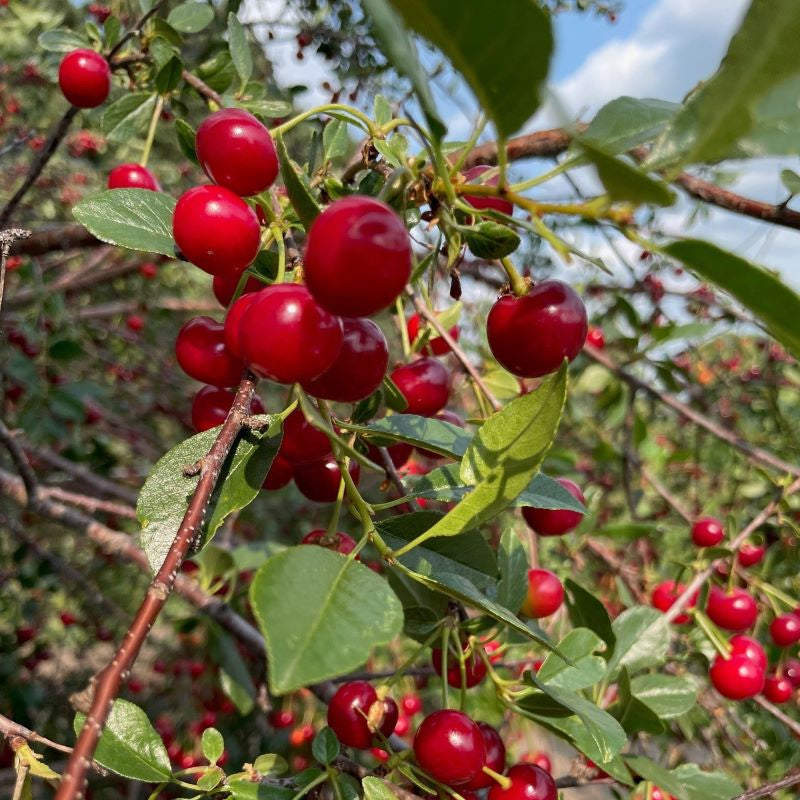 CHERRY CUPID