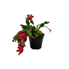 CHRISTMAS CACTUS