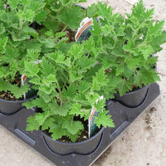 Geranium - Citronella