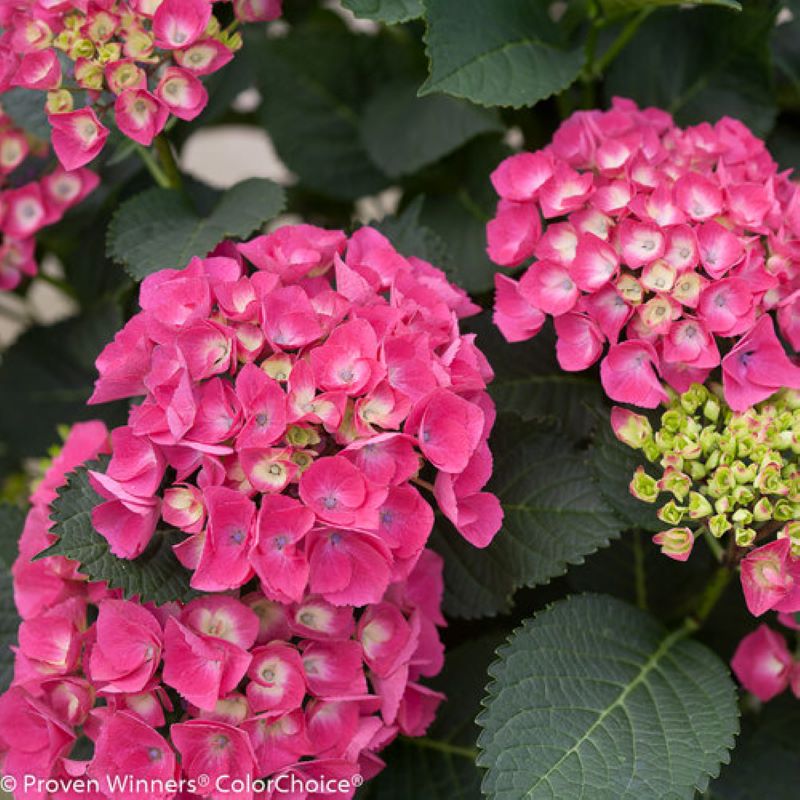 HYDRANGEA CITY LINE PARIS
