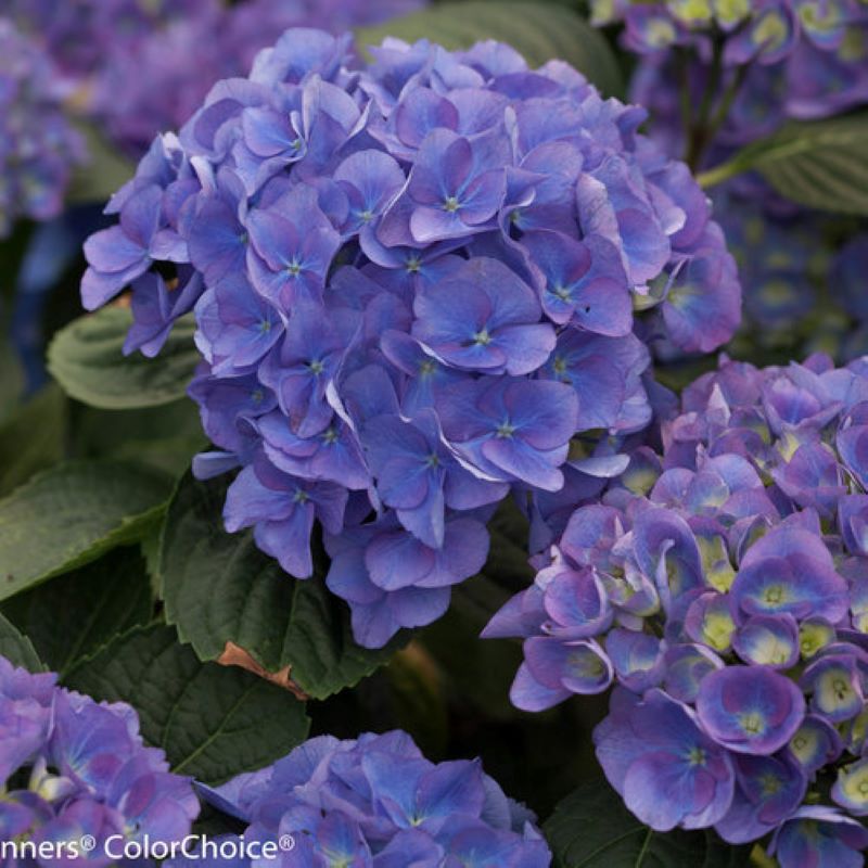 HYDRANGEA CITYLINE RIO