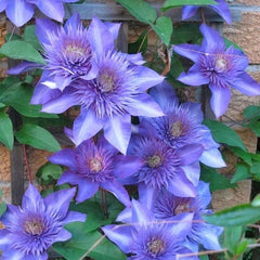 CLEMATIS MULTI BLUE