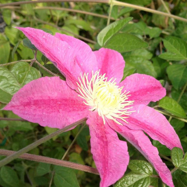 CLEMATIS ABILENE